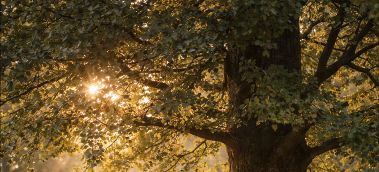 #001 – Nossa vida psicológica funciona como um ecossistema